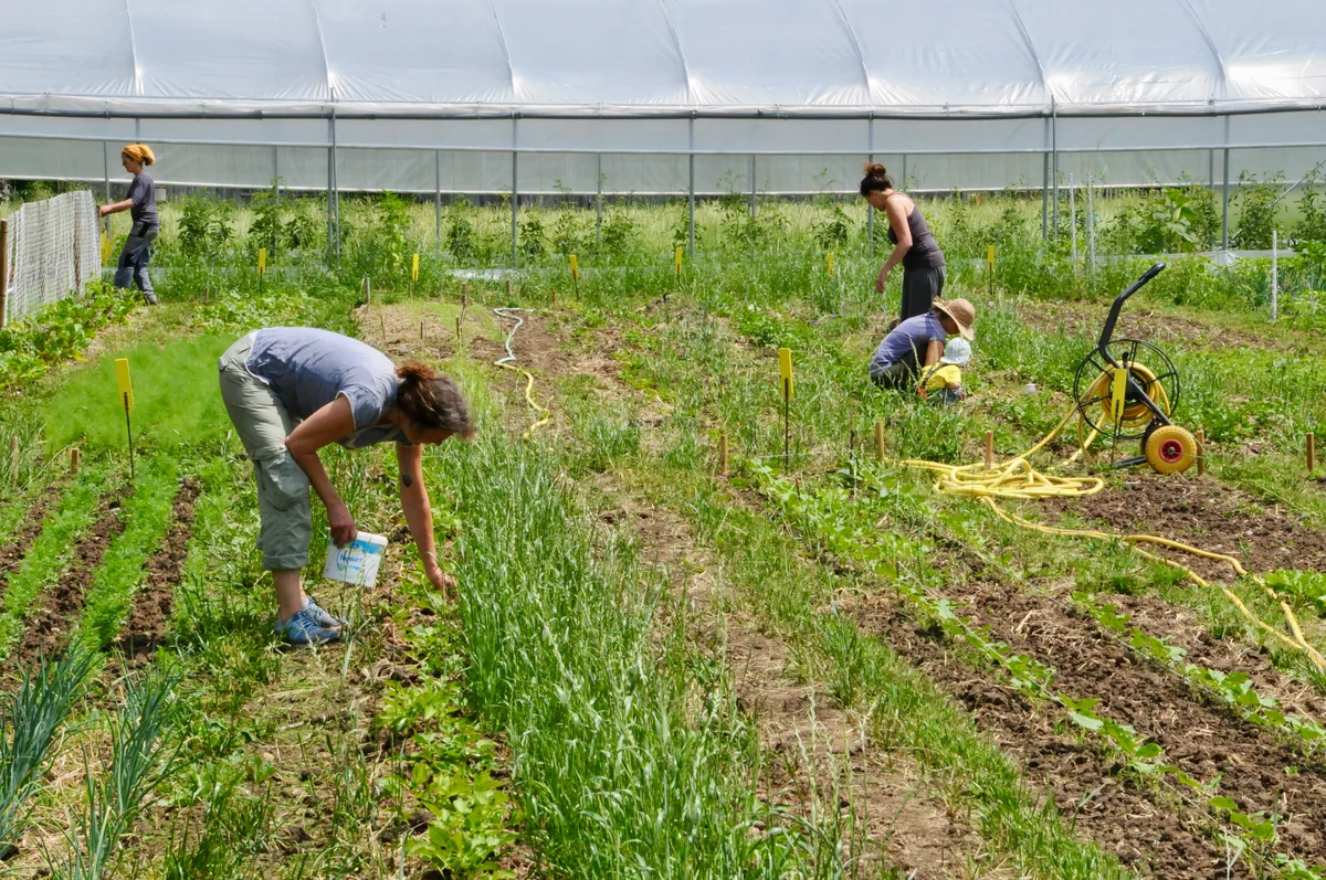 Man sieht Menschen gemeinsam im Gemüsegarten arbeiten.